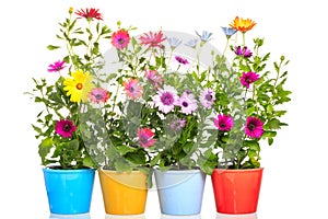 Colorful Pot with african daisy flower