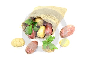 Colorful potatoes in jute sack