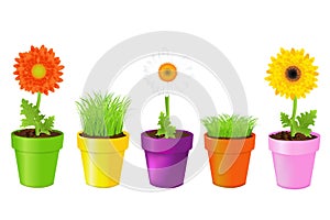 Colorful Pots With Daisies And. Vector