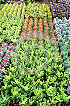 Colorful Pots of different kinds of graft cactus and succulents