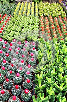 Colorful Pots of different kinds of graft cactus and succulents