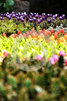 Colorful Pots of different kinds of graft cactus and succulents