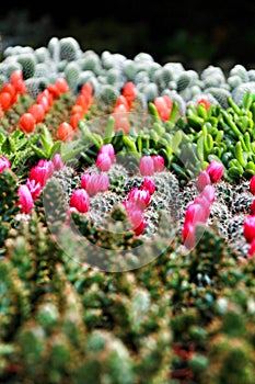 Colorful Pots of different kinds of graft cactus and succulents