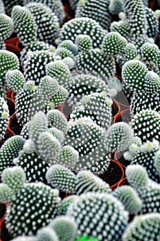 Colorful Pots of graft cactus texture