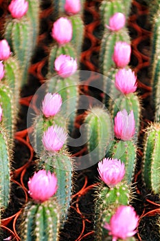 Colorful Pots of graft cactus texture