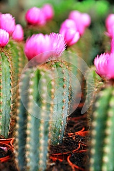 Colorful Pots of graft cactus texture