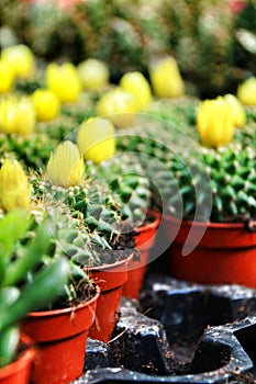 Colorful Pots of graft cactus texture