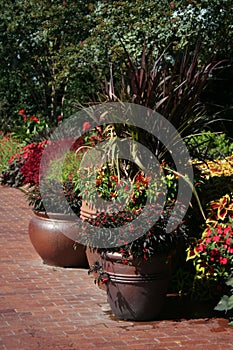 Colorful Potted Plants photo