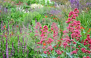 Colorful prairie flower bed with purple white and red flowers in spring lush green reminiscent of a meadow