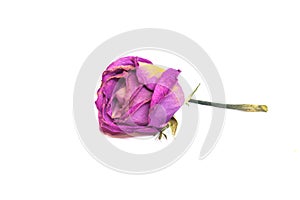 Colorful preserved single rose