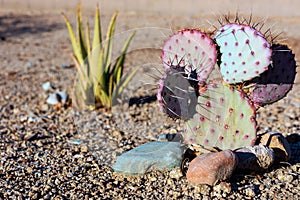 Colorful Prickly Pear with Sharp Spines and Agave in Xeriscaping photo