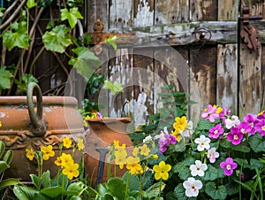 Colorful primroses in front of a weathered garden house