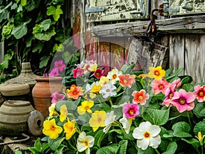 Colorful primroses in front of a weathered garden house