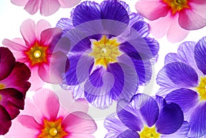 Colorful primula flowers