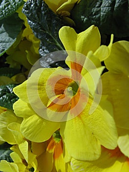 Colorful primula plants in spring