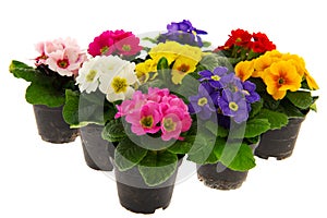 Colorful Primulas
