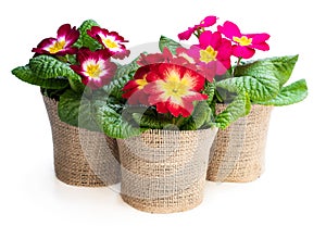 Colorful Primulas in black pots isolated on white