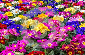 Colorful Primulas