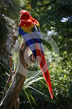 A colorful Psittacidae Parrot photo