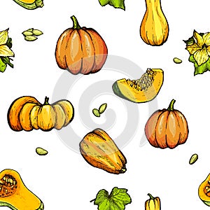 Colorful pumpkin sketch hand drawn illustration. Farm market product.