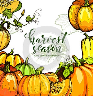 Colorful pumpkin vector hand drawn illustration. Farm market product.