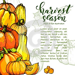 Colorful pumpkin vector hand drawn illustration. Farm market product.