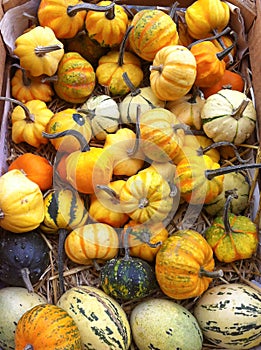 Colorful Pumpkins