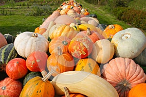 Colorful Pumpkins