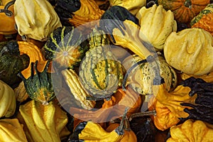 Colorful Pumpkins, close up