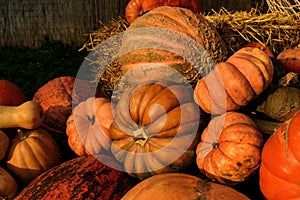 Colorful pumpkins collection