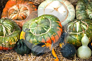 Colorful pumpkins collections on farmers market for sale