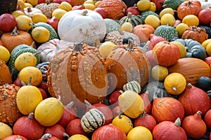 Colorful pumpkins in different shape, sizes and colors. Yellow, orange, red, green, white pumpkins together on a large area in aut