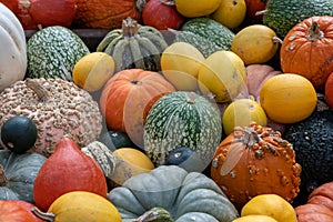 Colorful pumpkins in different shape, sizes and colors. Yellow, orange, red, green, white pumpkins together on a large area in aut