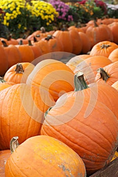 Colorful pumpkins and flowers