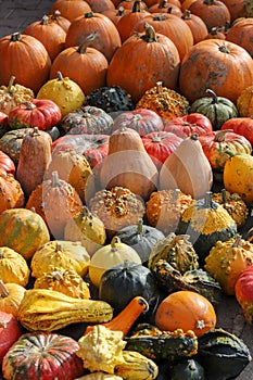 Colorful pumpkins for Halloween, background and texture