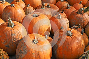 Colorful pumpkins for Halloween, background and texture