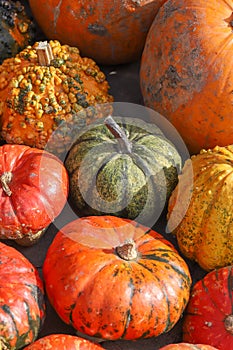 Colorful pumpkins for Halloween, background and texture