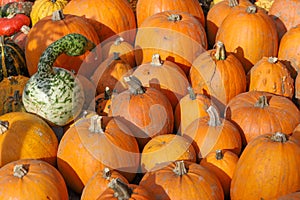 Colorful pumpkins for Halloween, background and texture