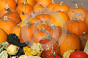 Colorful pumpkins for Halloween, background and texture