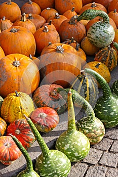 Colorful pumpkins for Halloween, background and texture