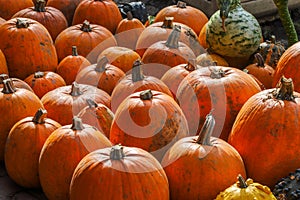 Colorful pumpkins for Halloween, background and texture