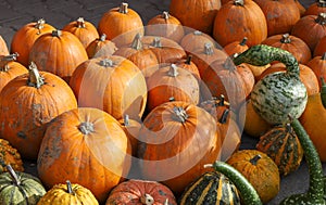 Colorful pumpkins for Halloween, background and texture