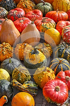 Colorful pumpkins for Halloween, background and texture