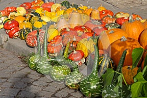 Colorful pumpkins for Halloween, background and texture