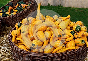 Colorful pumpkins. Halloween pumpkins