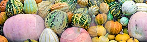 Colorful pumpkins at harvest as autumnal panorama