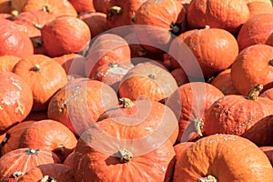 Colorful pumpkins in a large box