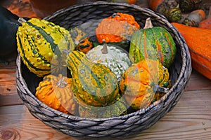 Colorful pumpkins with pimples in a basket