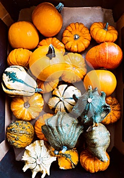 Colorful Pumpkins and Squash Top View Autumn Fall Vintage Background