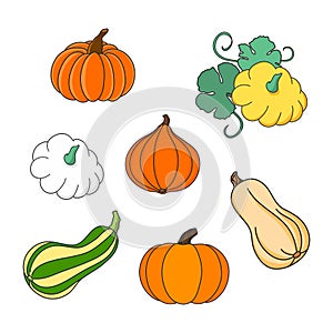 Set of colorful cute pumpkins and squashes. Hand drawn illustration vector.